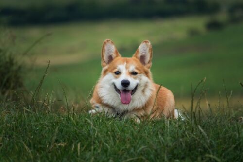 dog, pet, corgi-6389277.jpg